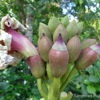 Oroxylum indicum (L.) Kurz